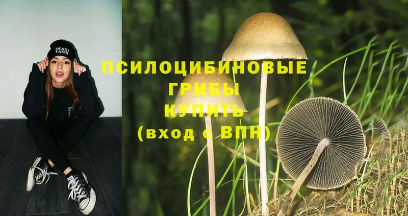 darknet наркотические препараты  Покров  Псилоцибиновые грибы Psilocybe  omg tor 